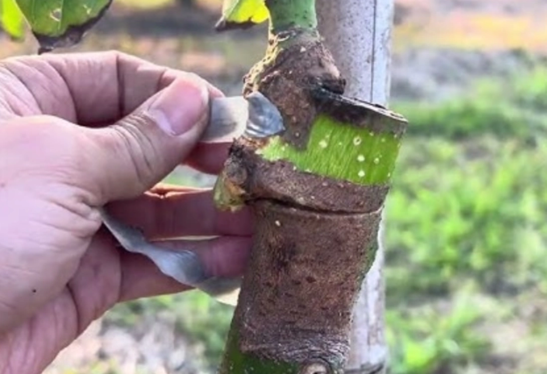 酪梨嫁接方法 酪梨嫁接方法