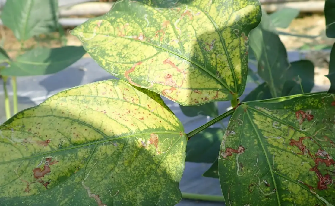 病蟲害防治方法