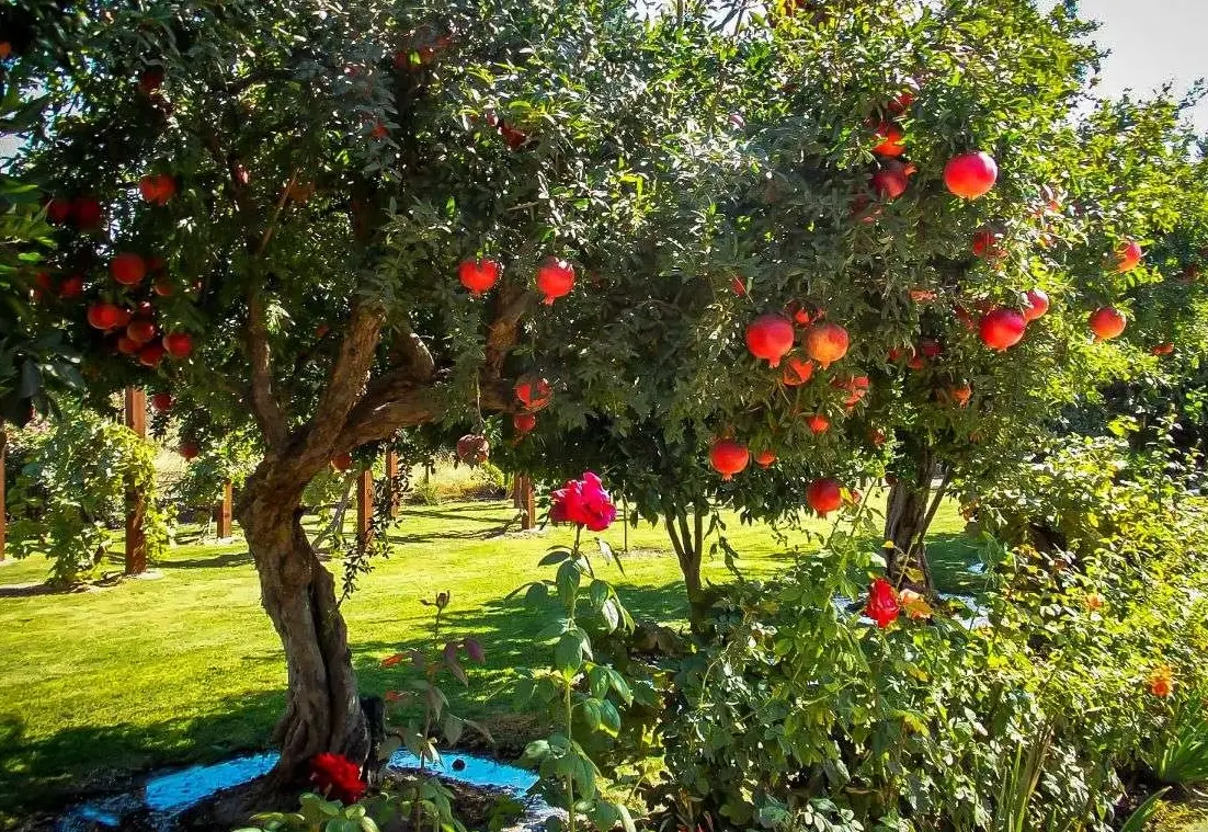 火榴樹根系養護