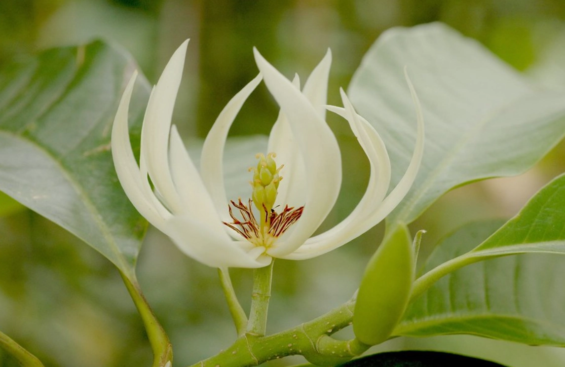玉蘭花盆栽 玉蘭花盆栽