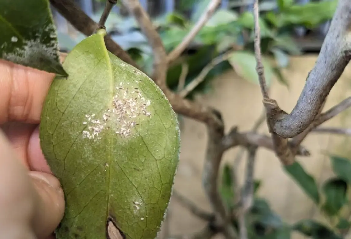 病蟲害防治方法