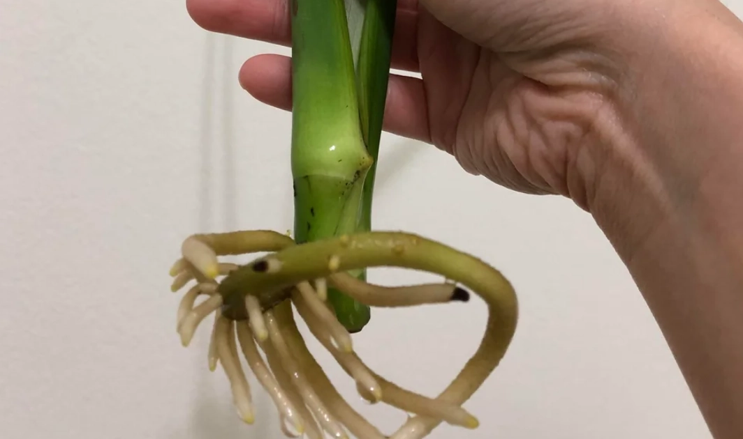 植物新根 植物新根