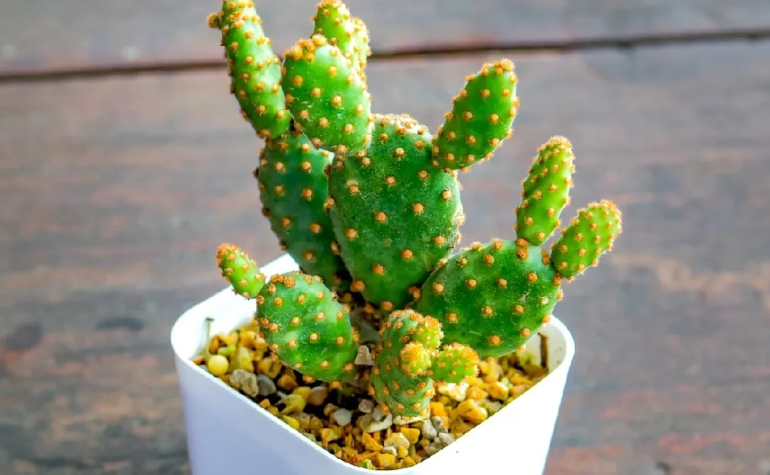 仙人掌澆水 仙人掌澆水