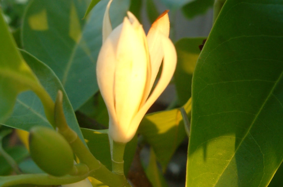 玉蘭花照顧方法 玉蘭花照顧方法