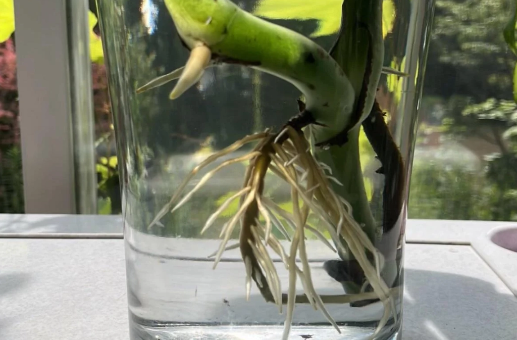 龜背芋分株方法