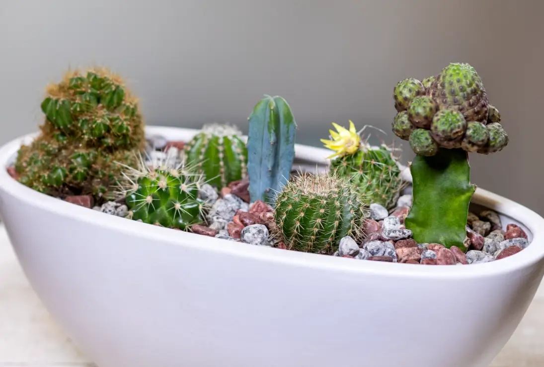 仙人掌種植 仙人掌種植