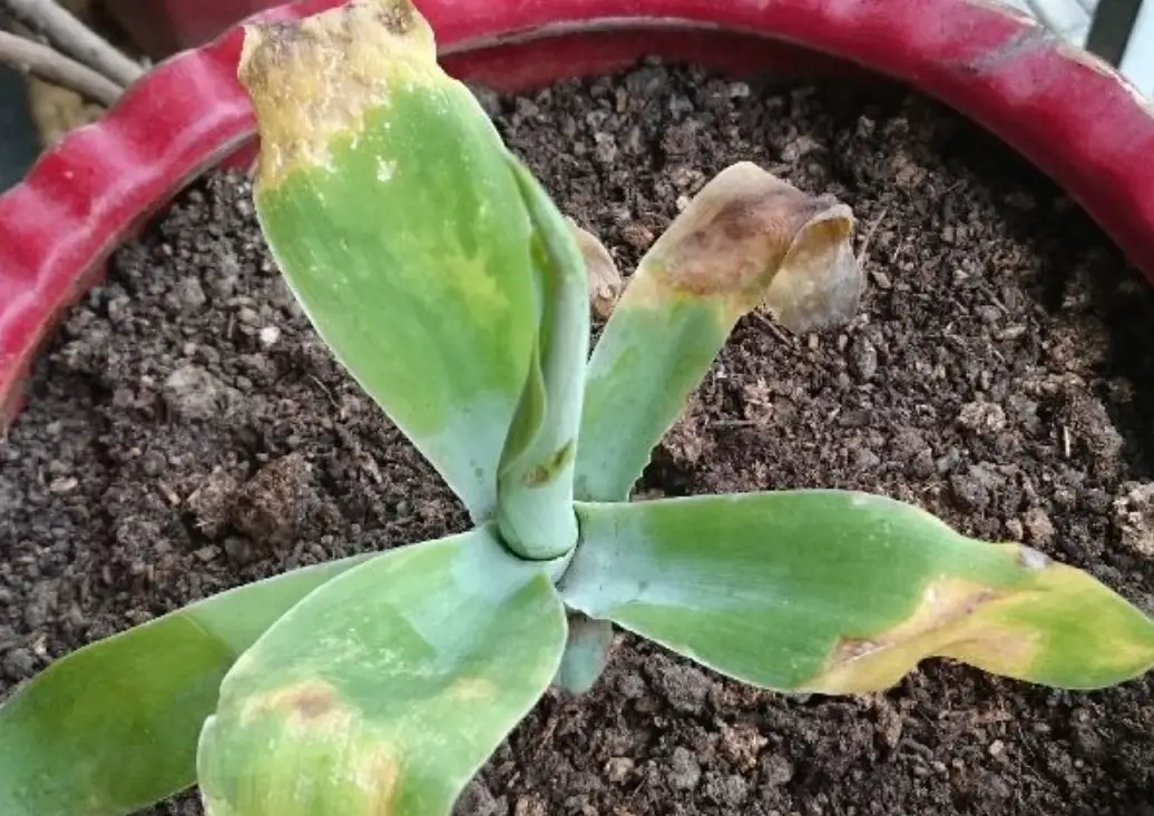 盆栽急救方法 盆栽急救方法