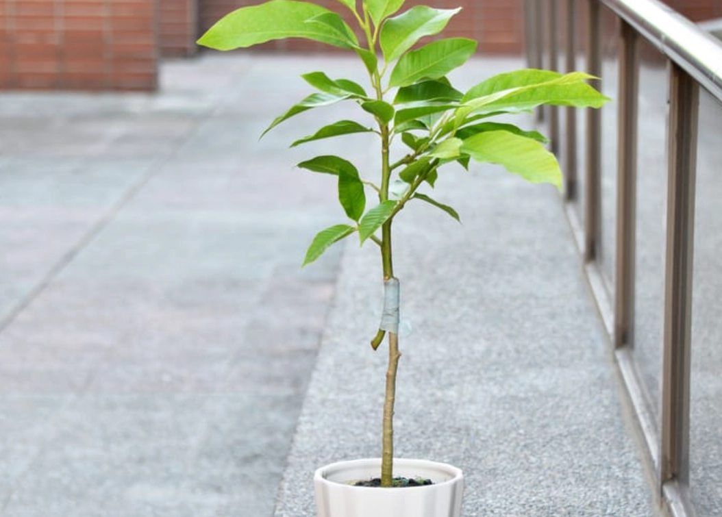 玉蘭花不開花原因 玉蘭花不開花原因