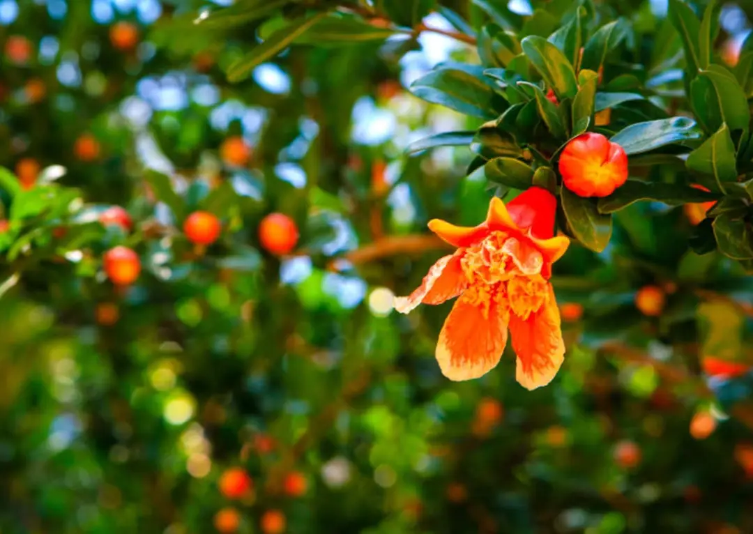 火榴樹根系養護