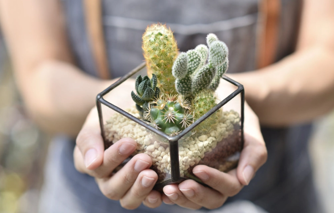 仙人掌澆水 仙人掌澆水