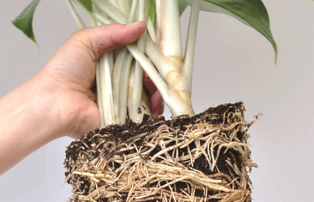 樹根功能 樹根功能