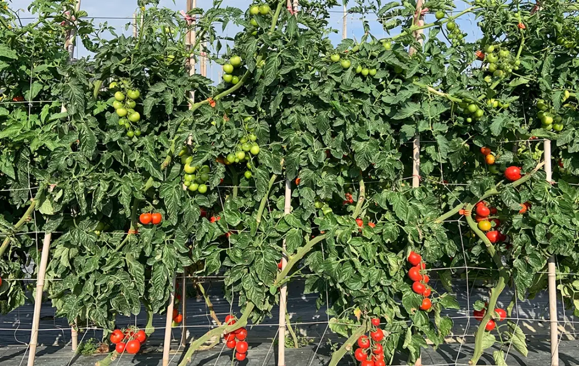 番茄栽培技巧