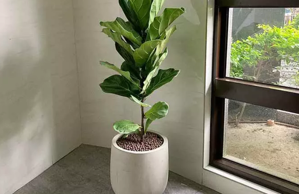 室內大型植物 室內大型植物