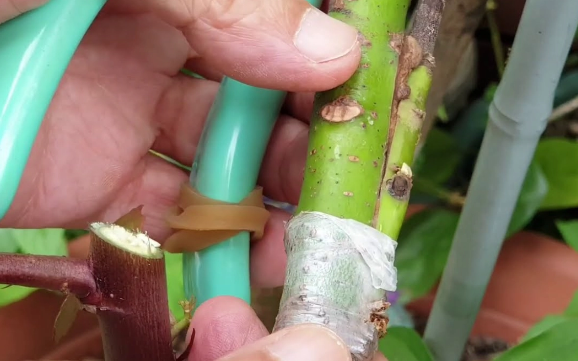 酪梨嫁接優點 酪梨嫁接優點