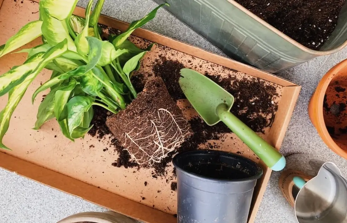 樹根功能 樹根功能