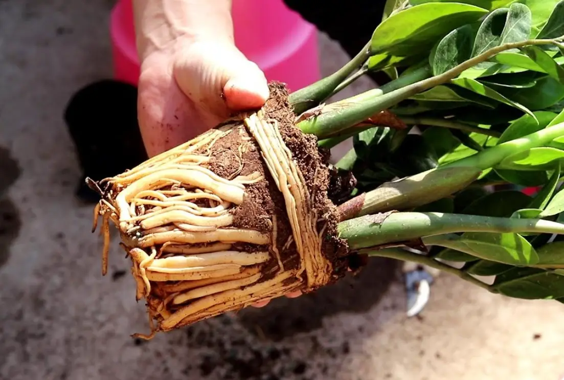 盆栽根系養護 盆栽根系養護