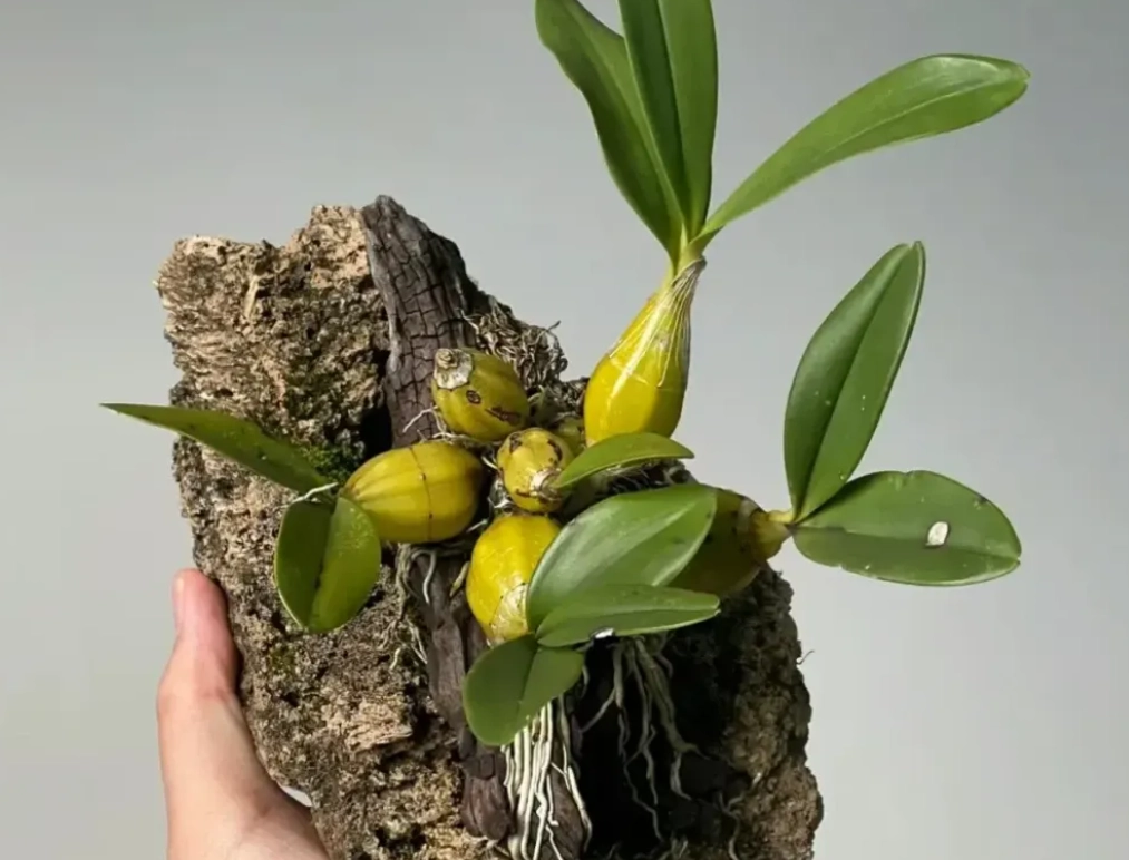 盆栽根系養護 盆栽根系養護