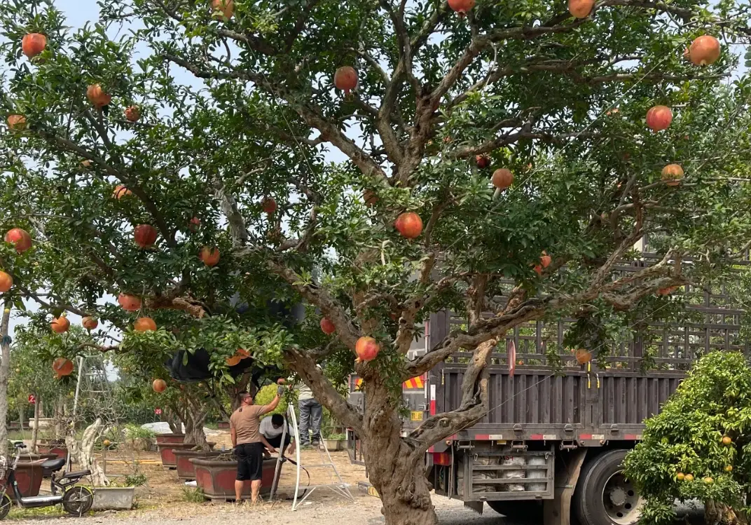 火榴樹根系養護