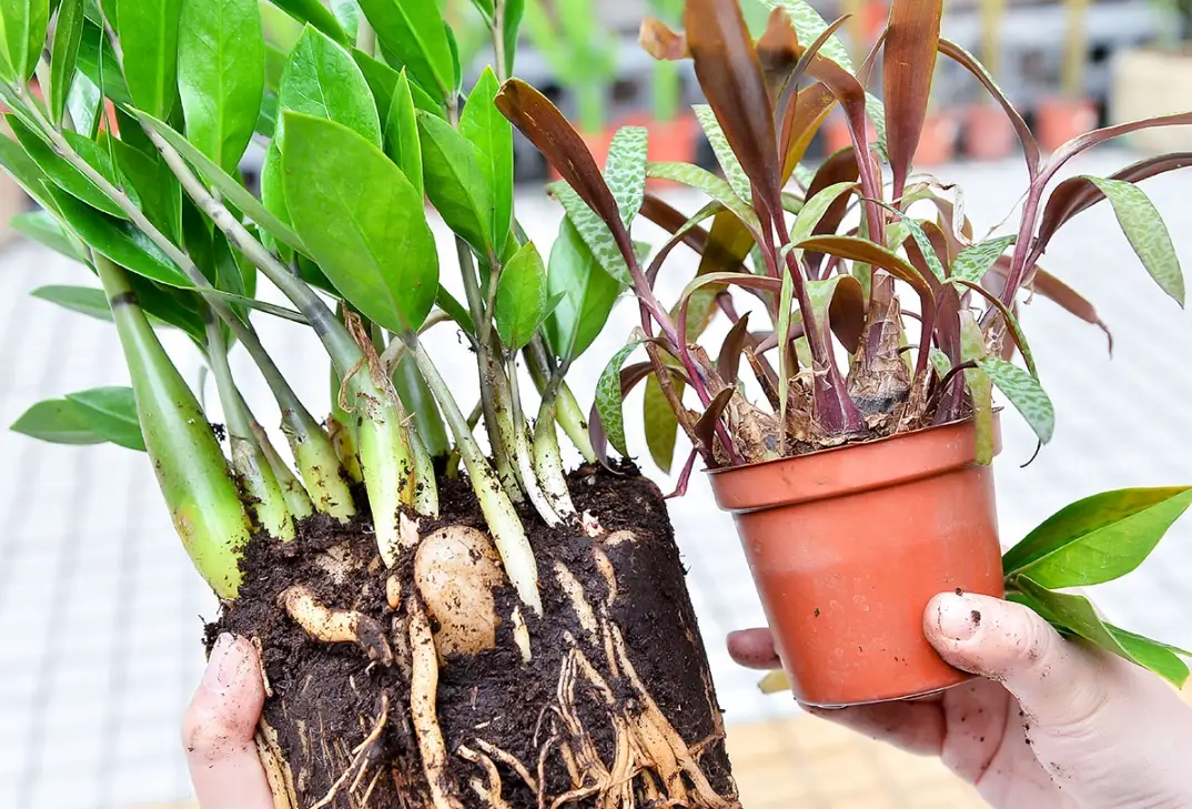 植物根部健康 植物根部健康