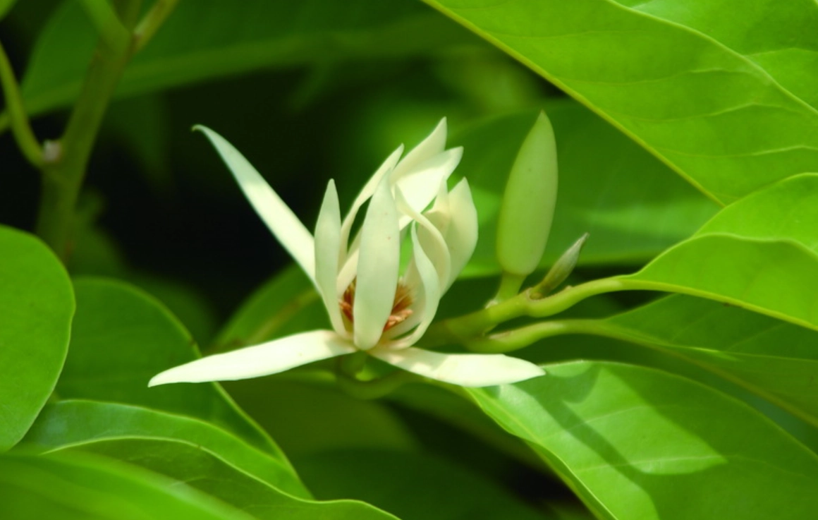 矮化玉蘭花品種 矮化玉蘭花品種