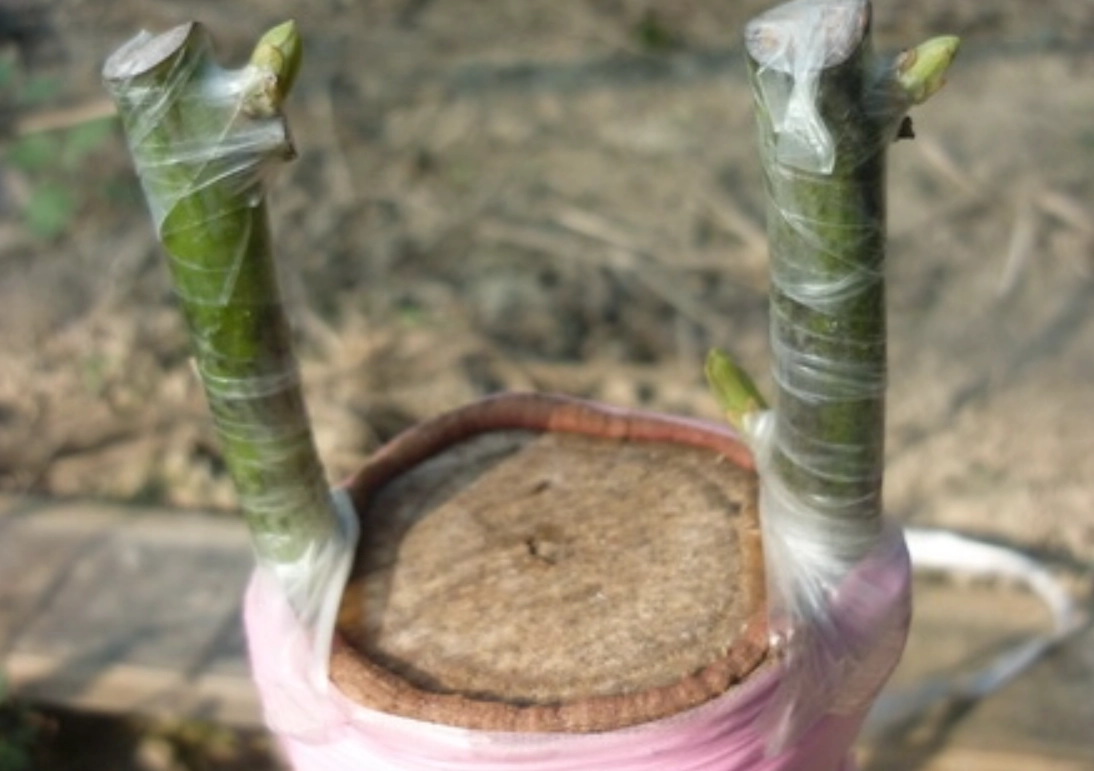 酪梨嫁接 酪梨嫁接