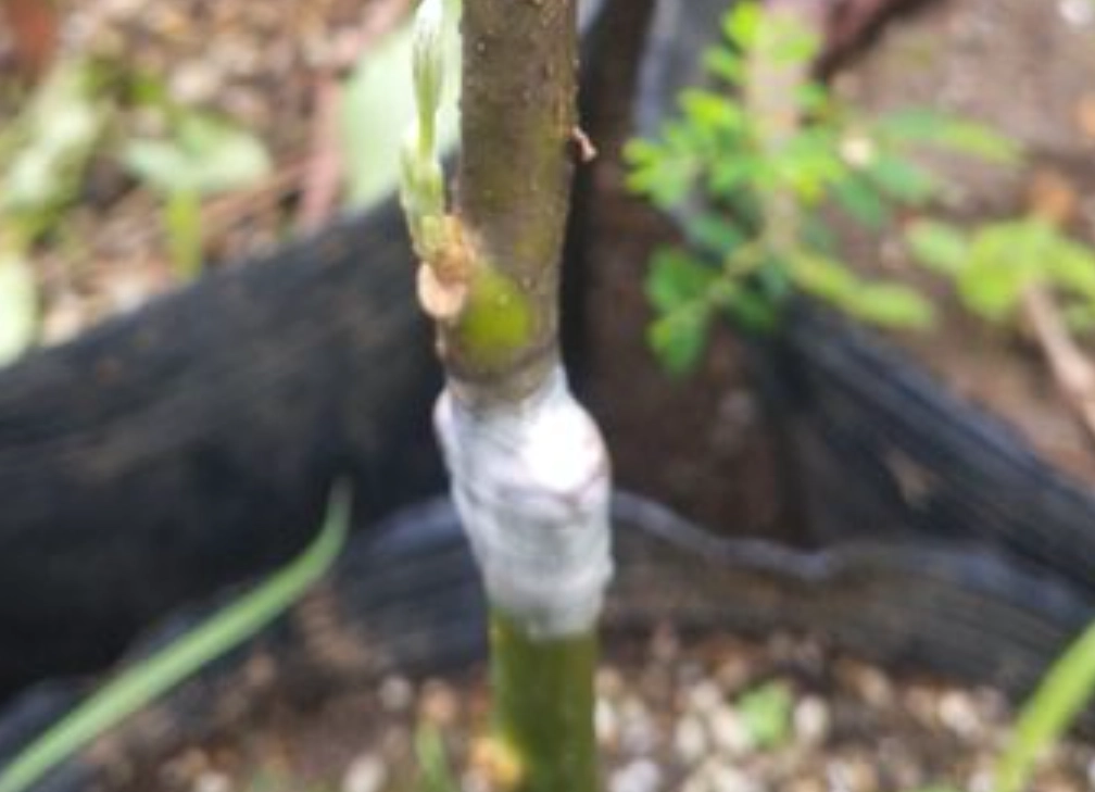 酪梨嫁接方法 酪梨嫁接方法