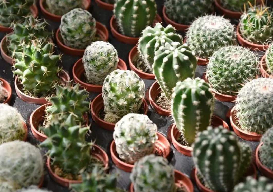 仙人掌種植 仙人掌種植