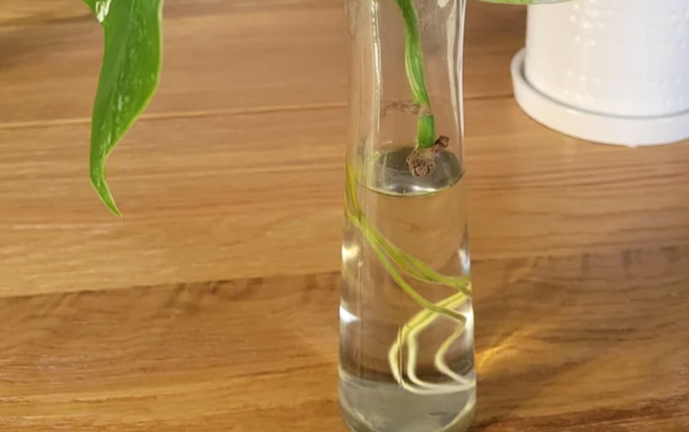 促進生根 促進生根