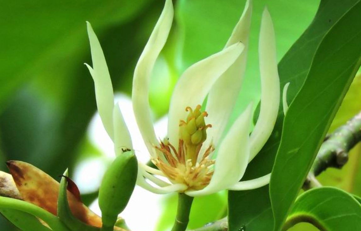 玉蘭花盆栽 玉蘭花盆栽