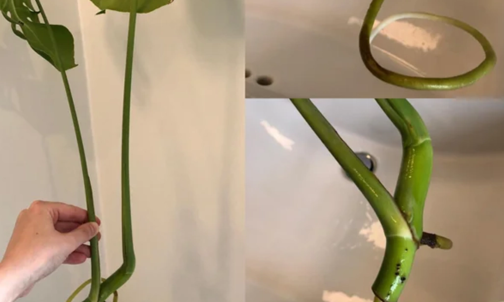 促進生根 促進生根