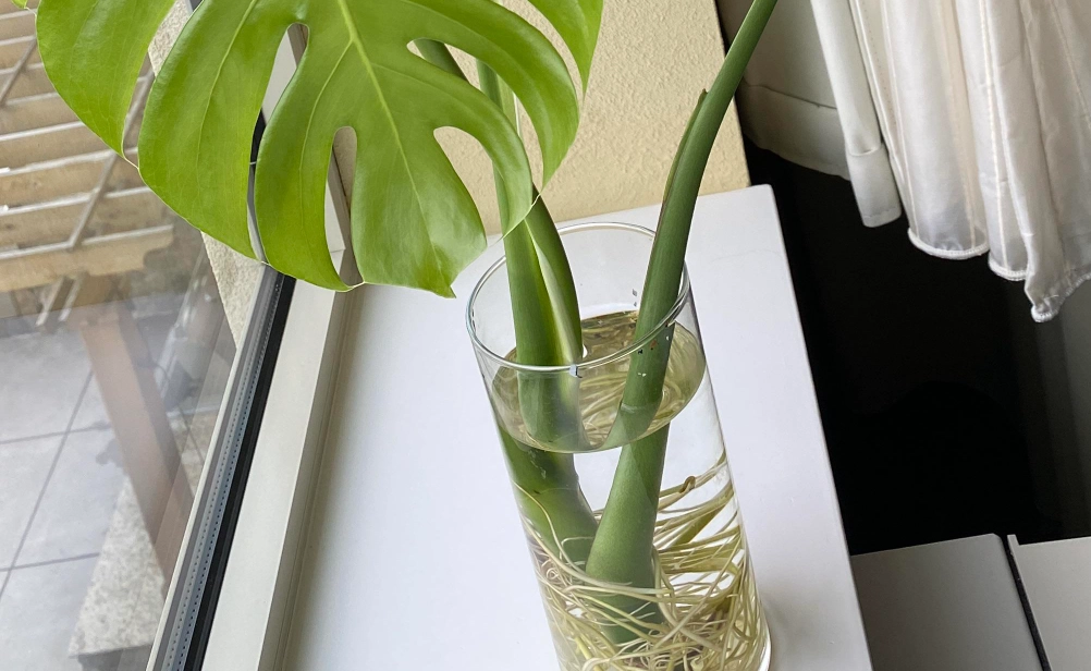 根系養護 根系養護