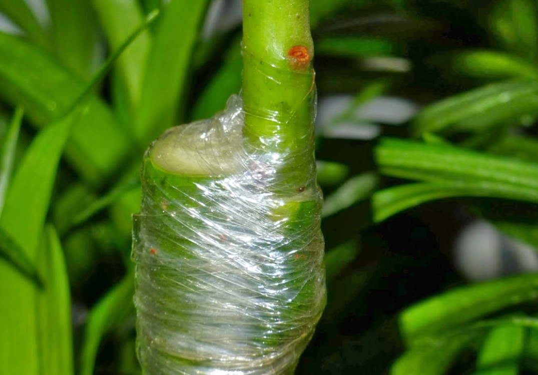 酪梨嫁接 酪梨嫁接