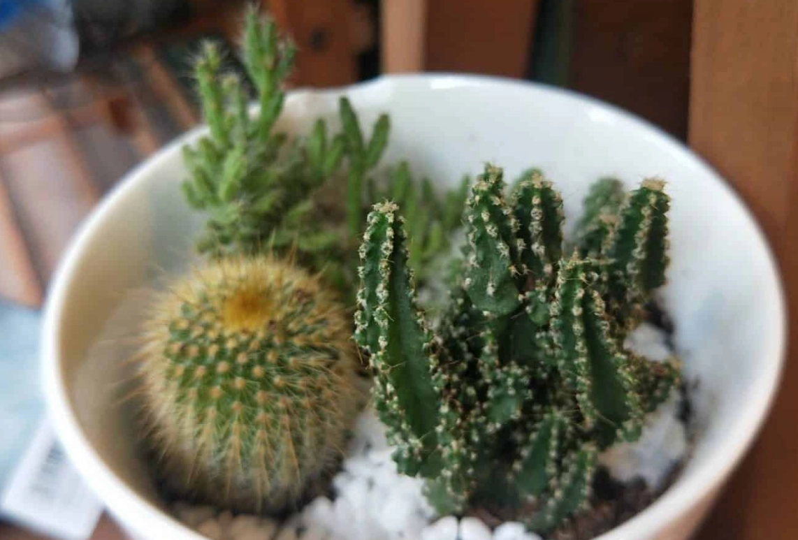 室內仙人掌 室內仙人掌