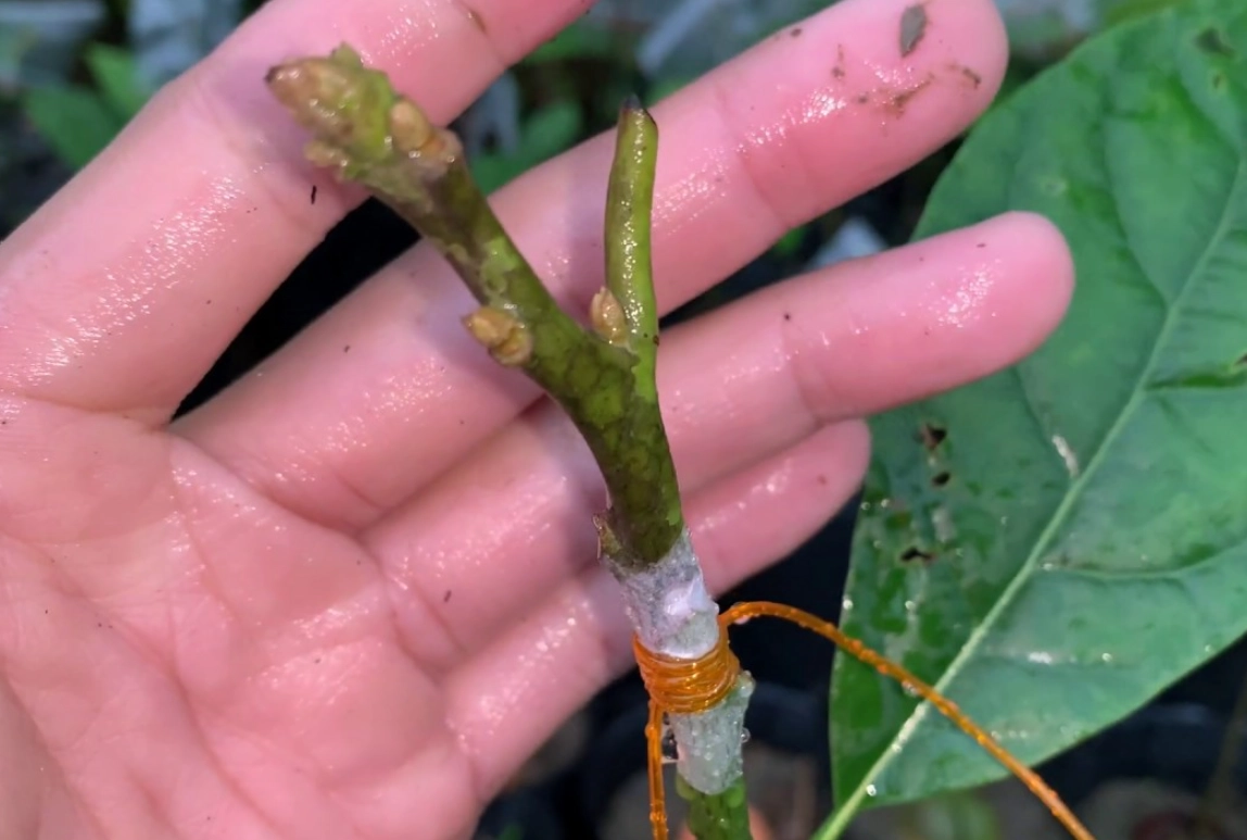 酪梨嫁接方法 酪梨嫁接方法