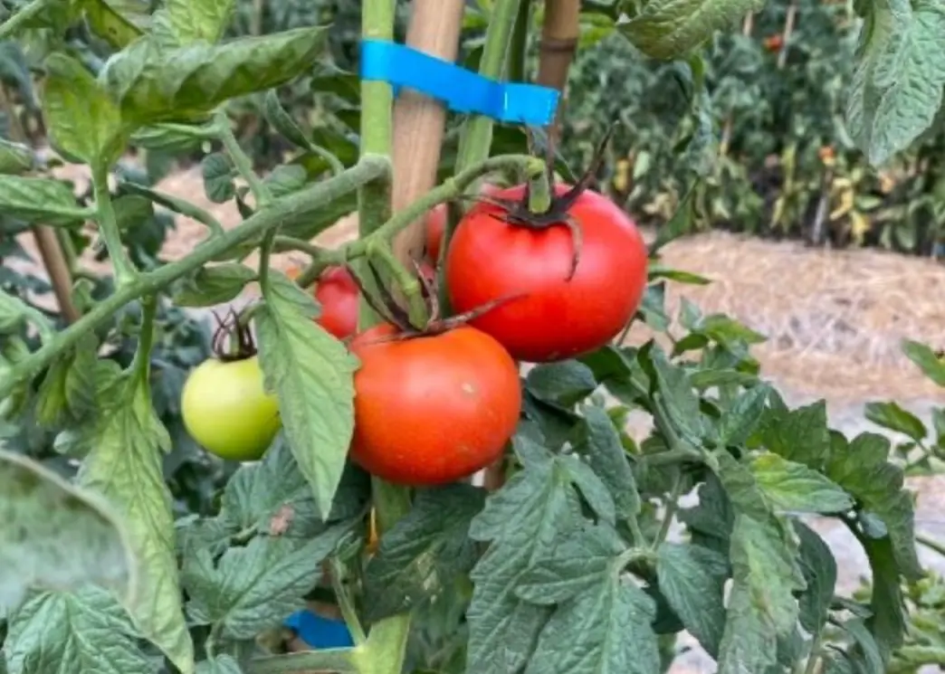台灣番茄種植