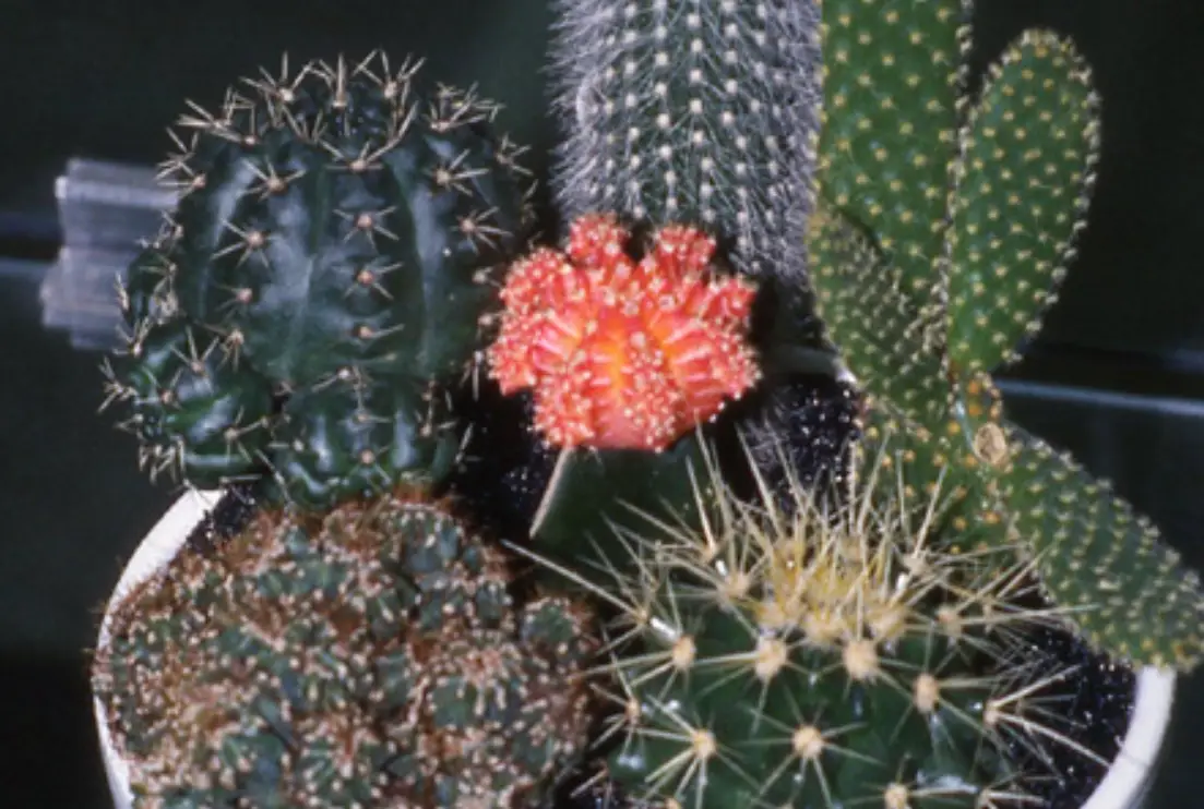 室內仙人掌 室內仙人掌