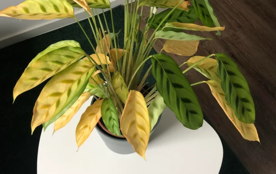 植物枯黃救活 植物枯黃救活