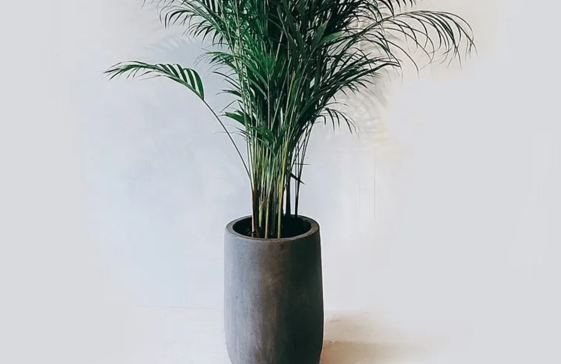 落地盆栽 落地盆栽