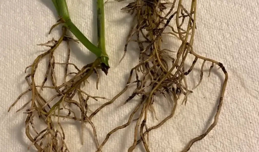 植物新根 植物新根