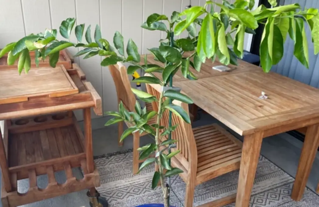 植物枯黃救活 植物枯黃救活