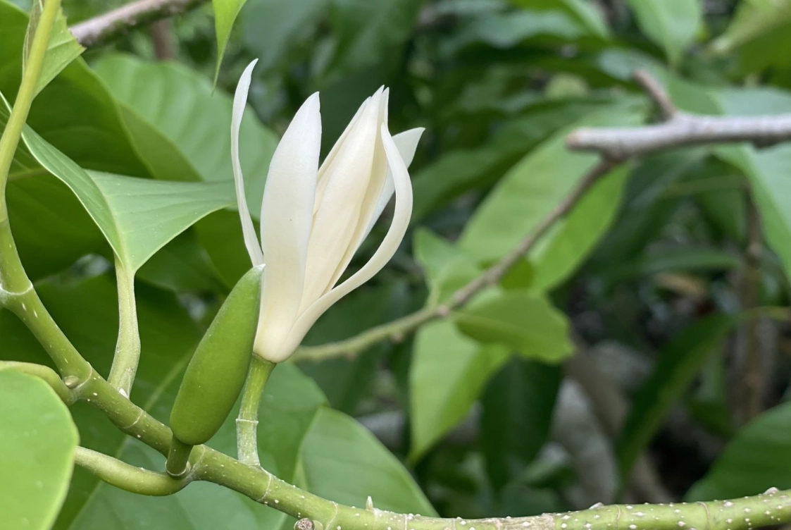 玉蘭花盆栽 玉蘭花盆栽