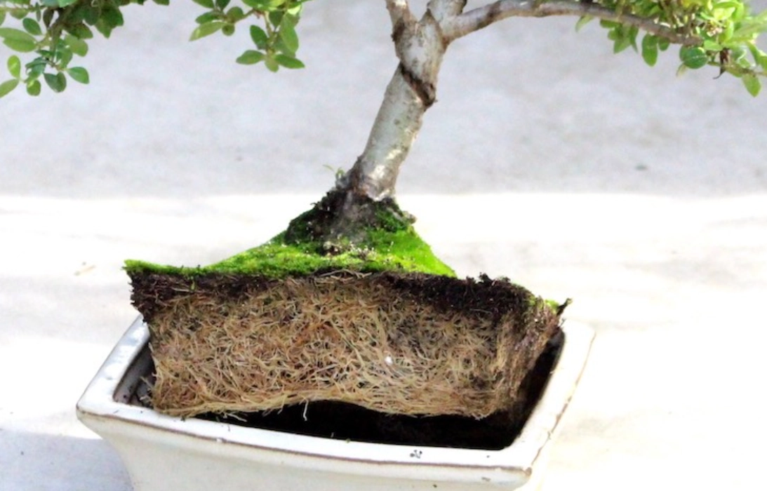 盆栽根系養護 盆栽根系養護