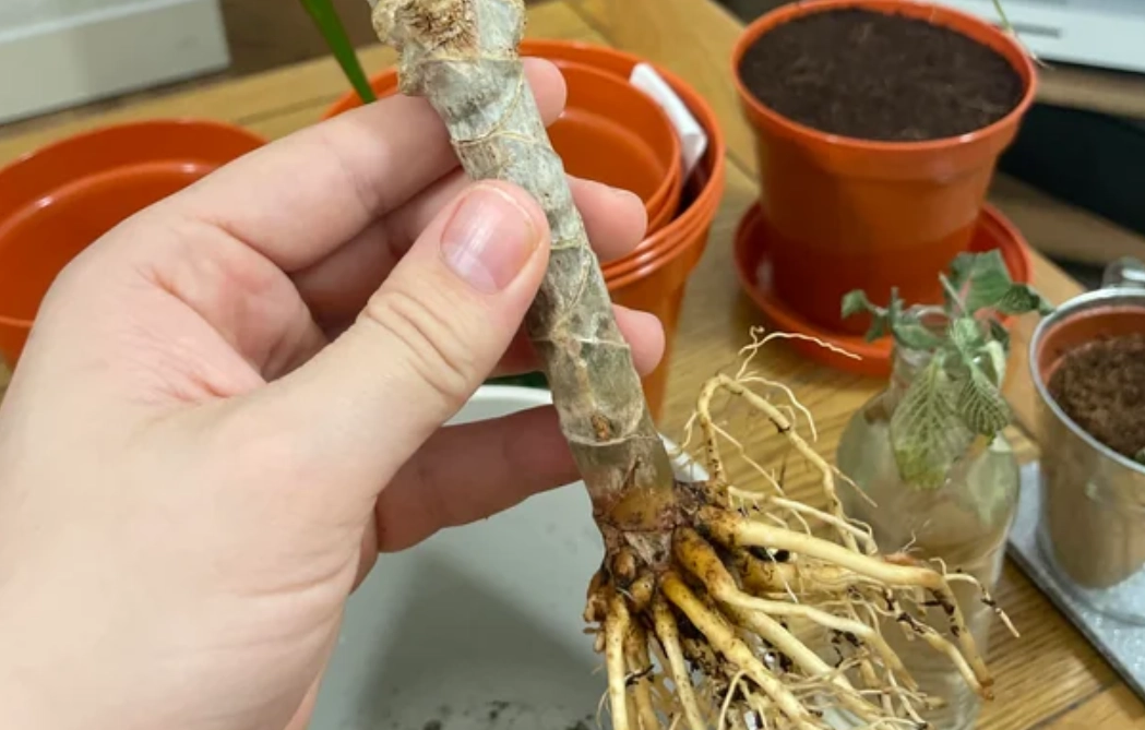 植物根部健康 植物根部健康