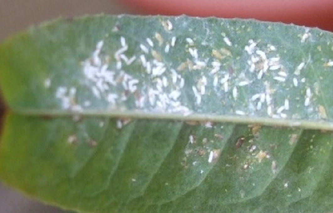 病蟲害防治方法