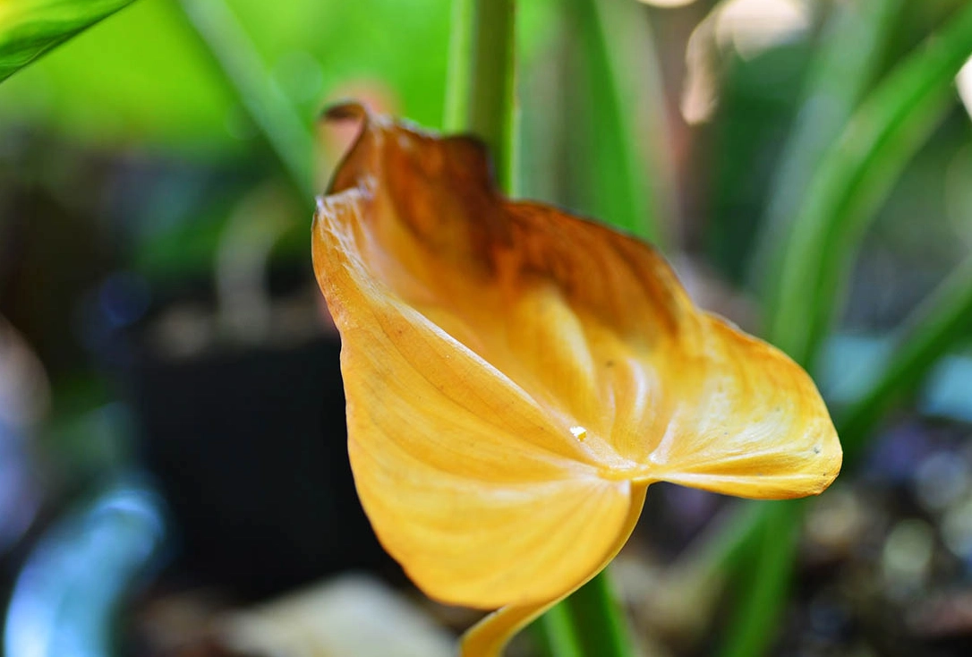 植物黃葉病原因