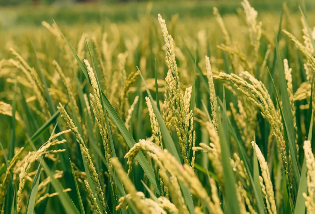 稻米 植物學 定義