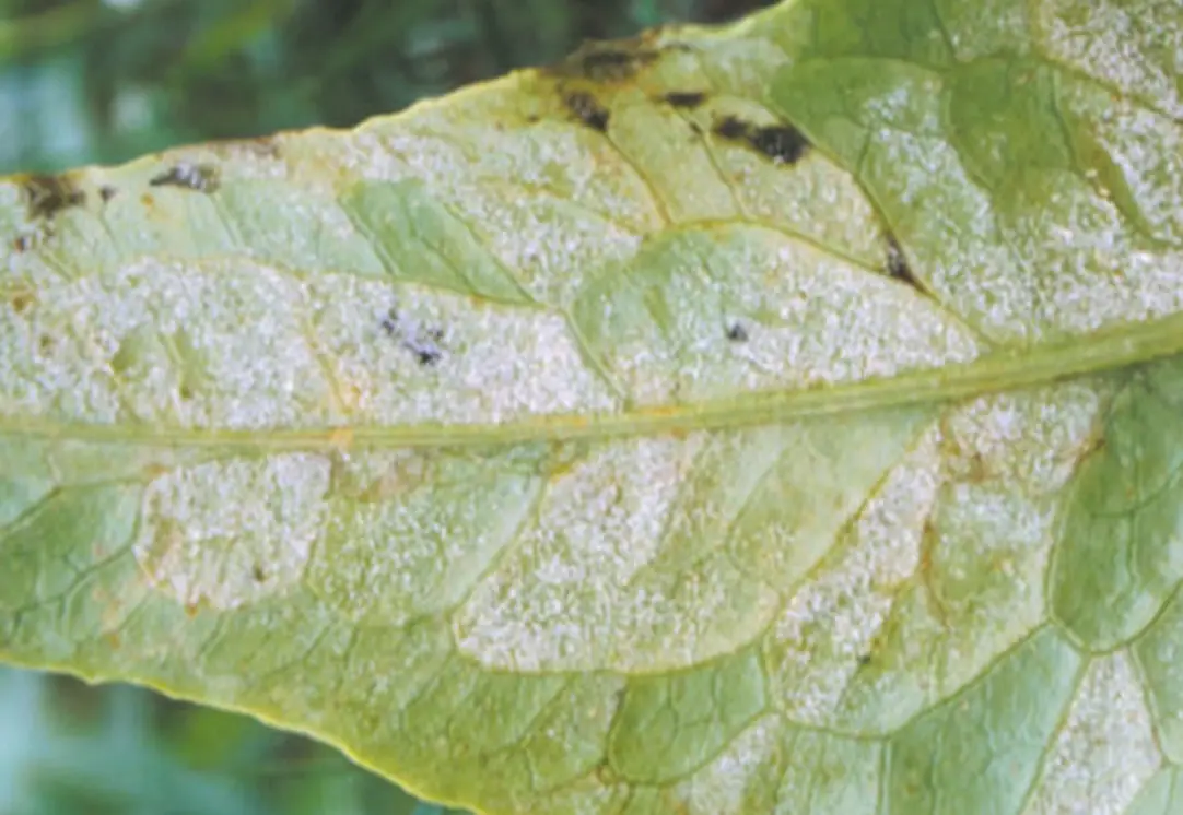 植物病蟲害診斷