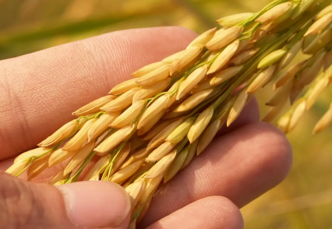 糙米 白米 營養