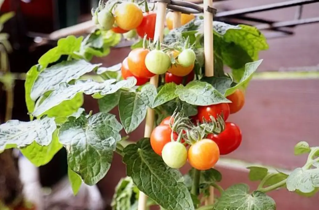 小番茄盆栽種植方法