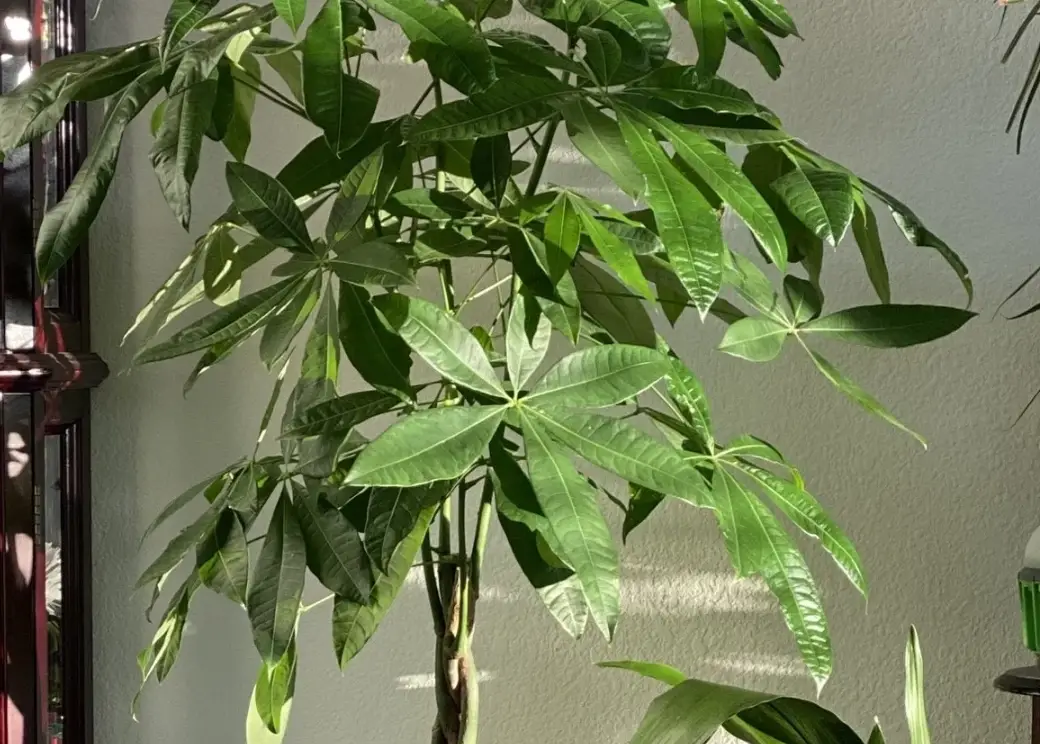 發財樹修剪方法